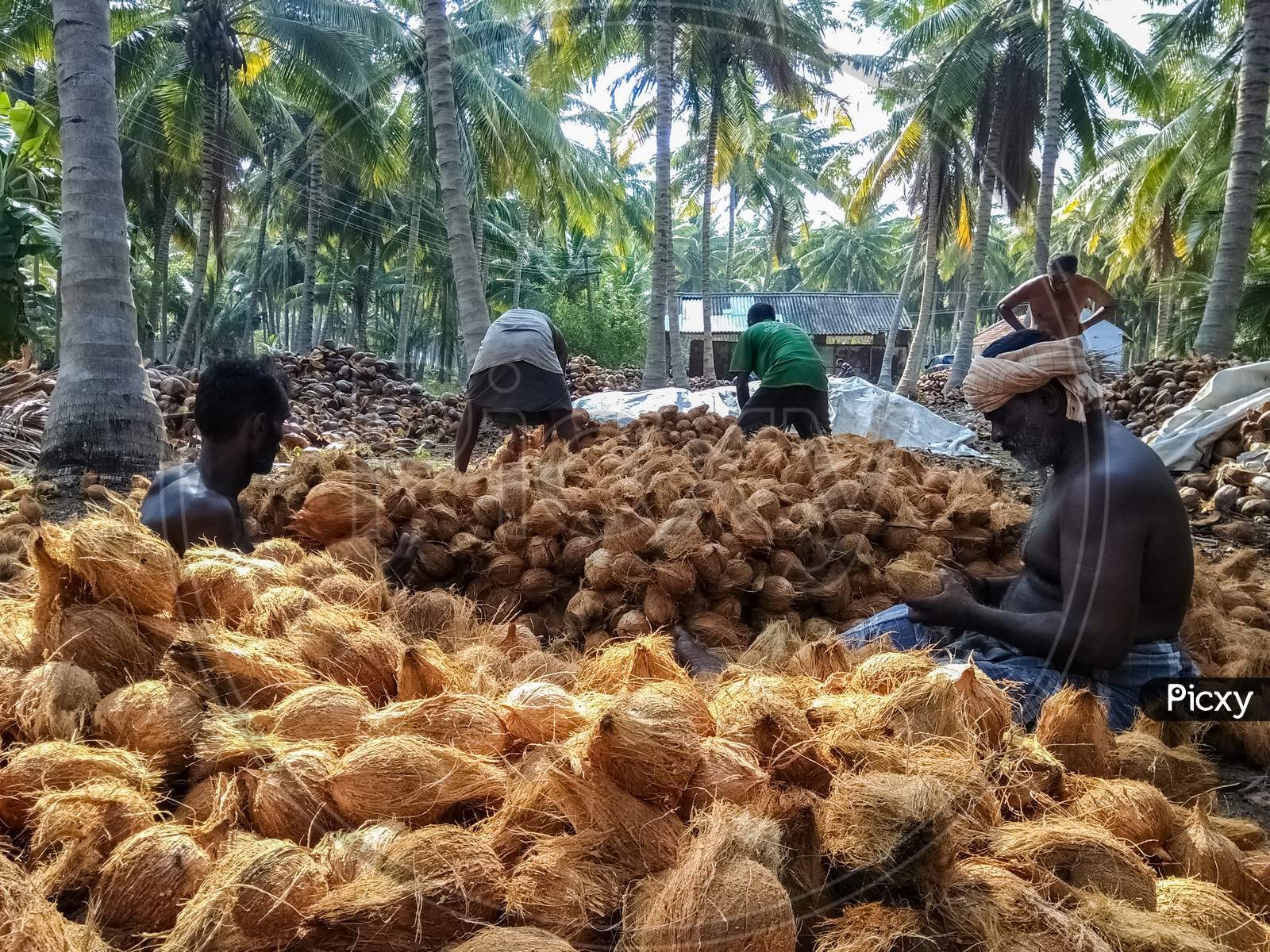 Farm Workers Sorting Dehusked Coconuts In A Coconut Farm