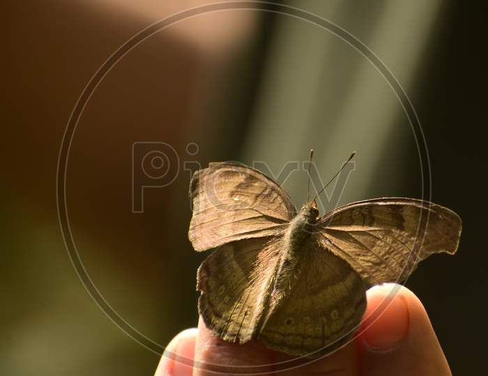 Picture Of Chocolate Pansy Butterfly Sitting On Human Hand .