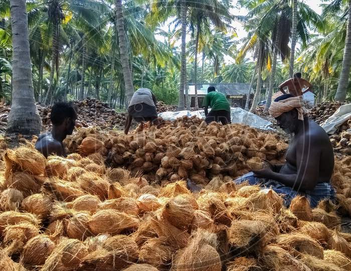 Farm Workers Sorting Dehusked Coconuts In A Coconut Farm