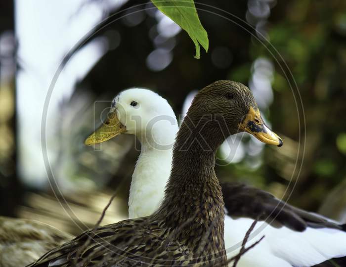 Mallard, A Species Of Geese