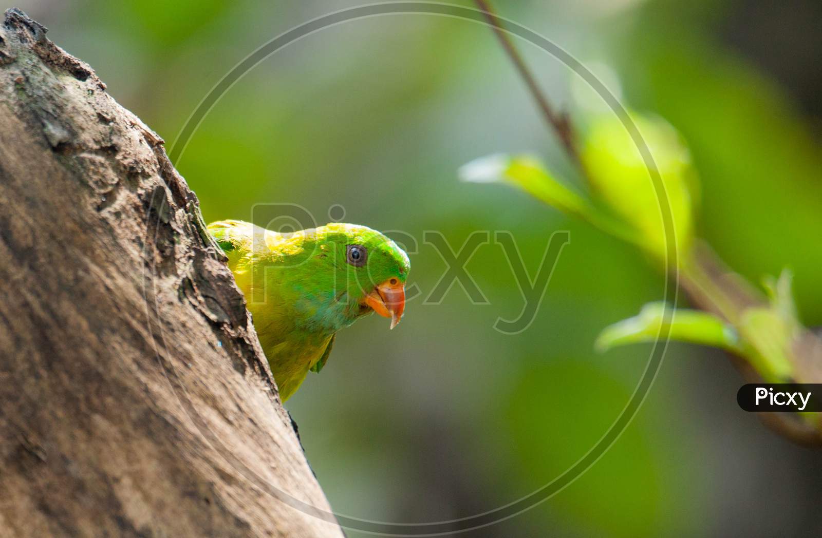 Vernal hanging parrot