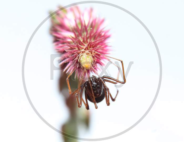 Brown Spitting Spider (Scytodes Fusca) On A Flower