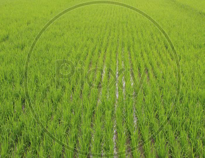 Rice Paddy In Central Java, Indonesia
