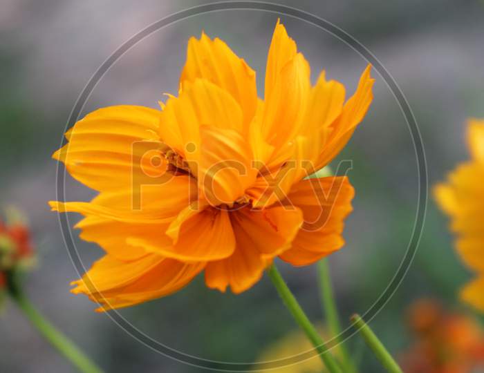 Yello flower