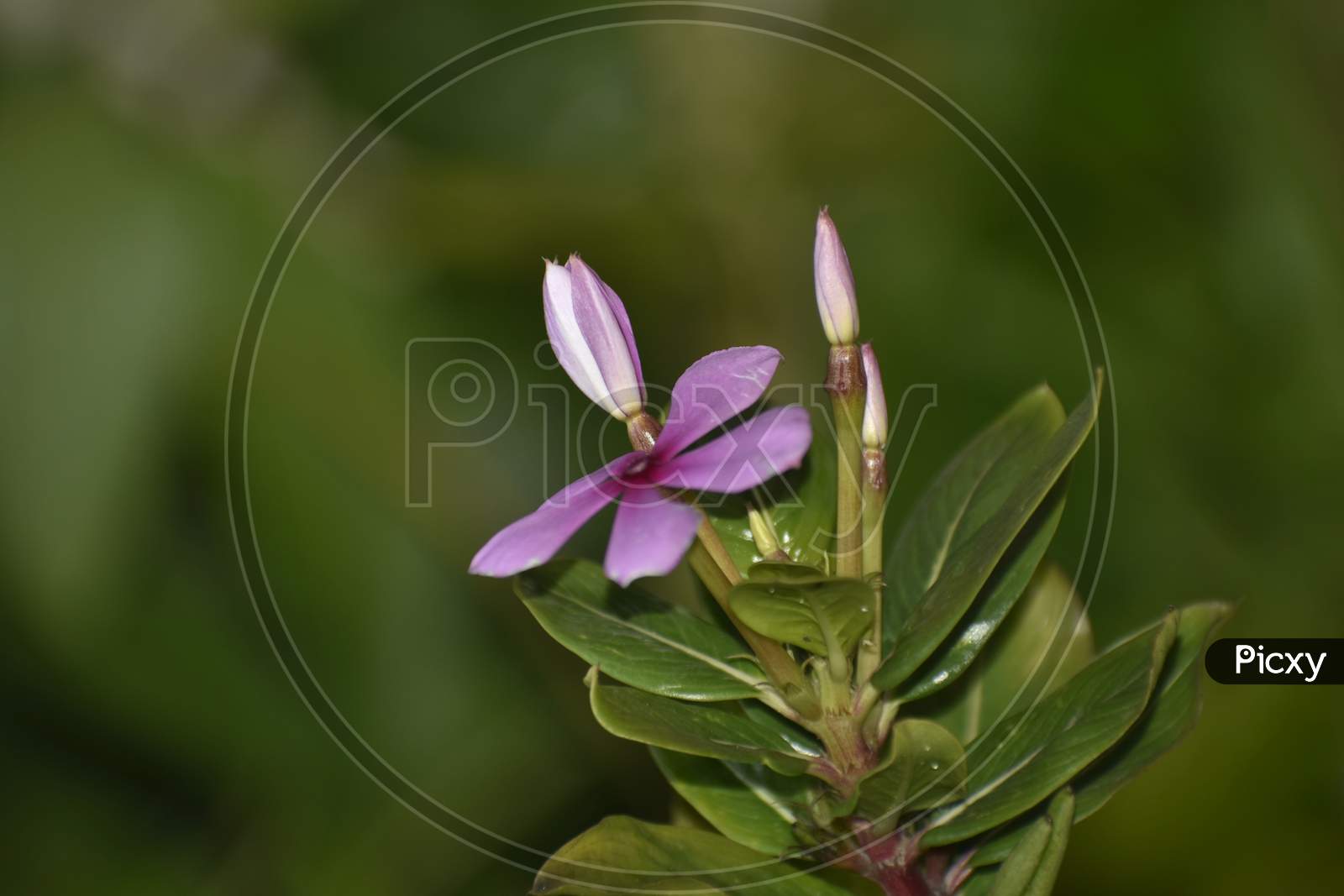 A Closeup Photograph Of Pink Flower.