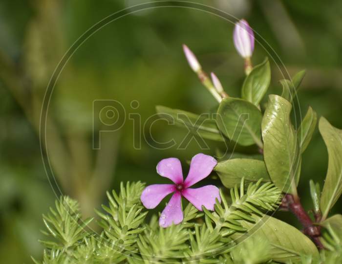 A Closeup Photograph Of Pink Flower.