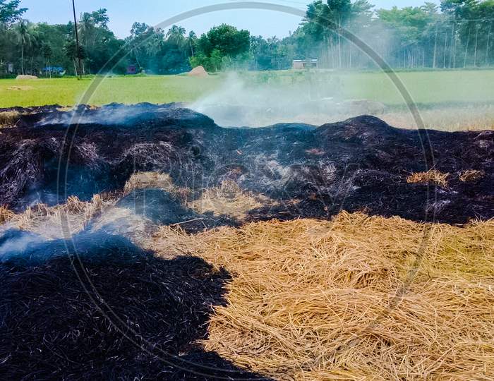 Air pollution by rice crop residue burning.Environment pollution.