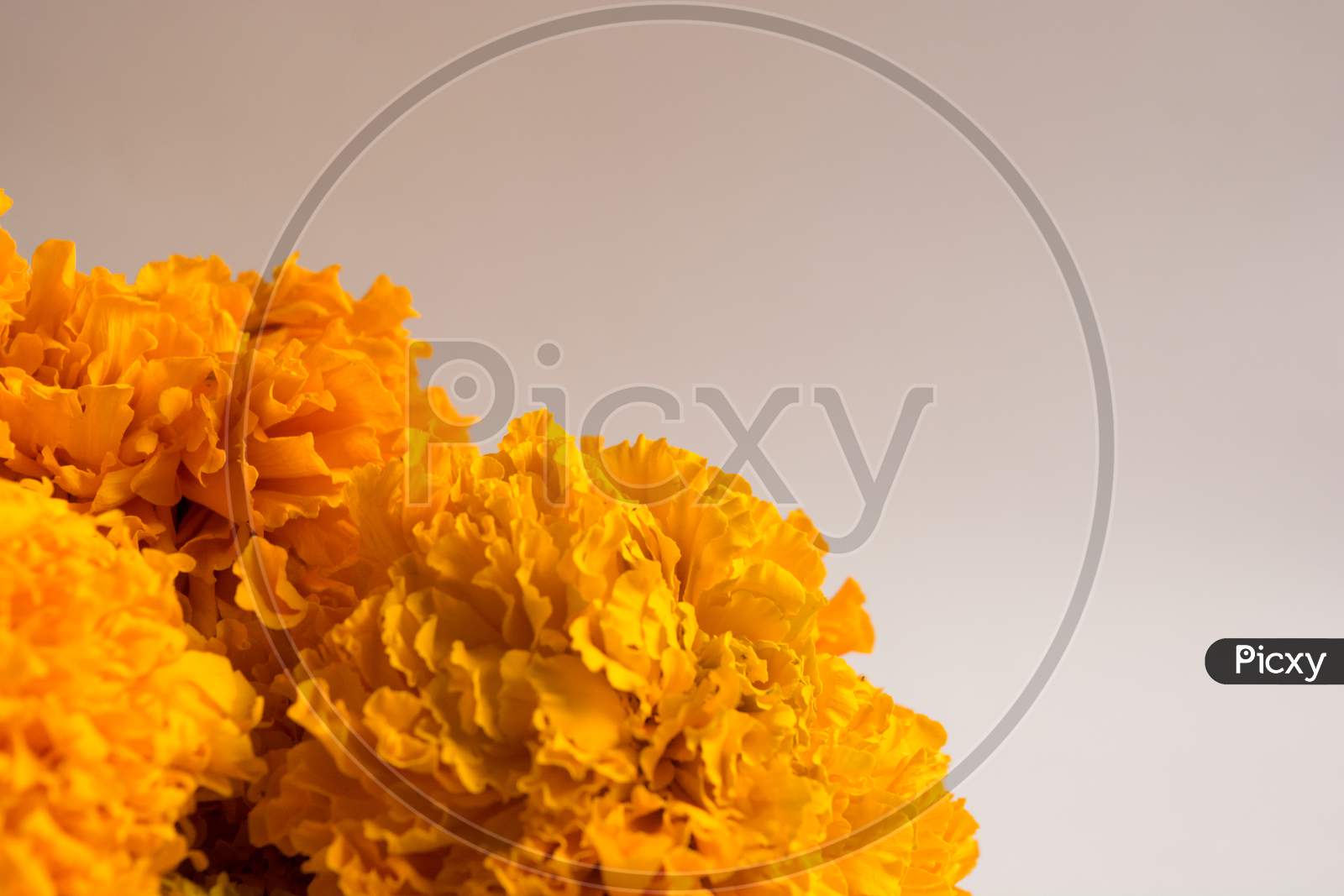 Close up shot of Marigold flowers isolated White Background