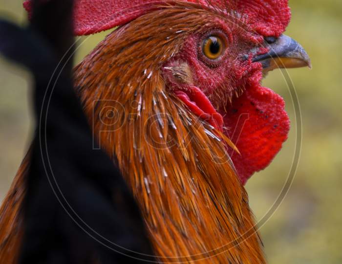 Rooster standing on the grass in blurred nature green background. Portrait of an adult male chicken .