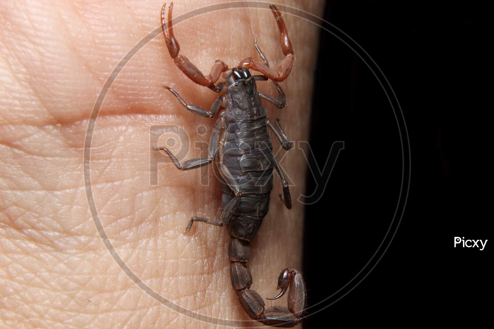 Scorpion (Lychas Tricarinatus) On Hand