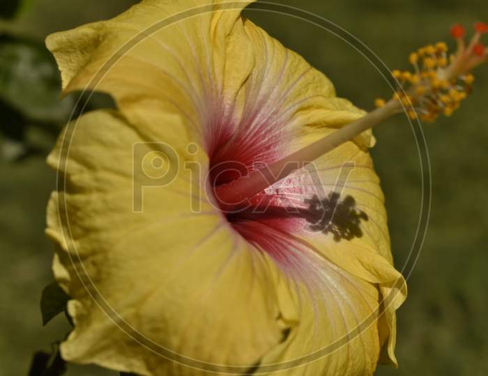 A Closeup Photograph Of A Yellow Hibiscus .