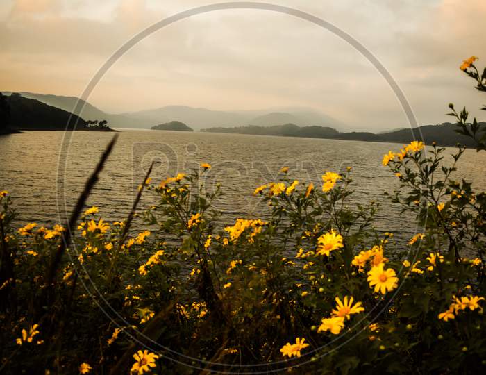 Umiam lake located at Shillong. Sunflowers at umiam lake shillong meghalaya india.