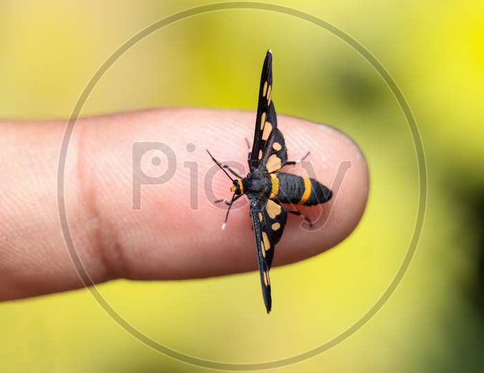 The Handmaiden Moth On Finger Tips