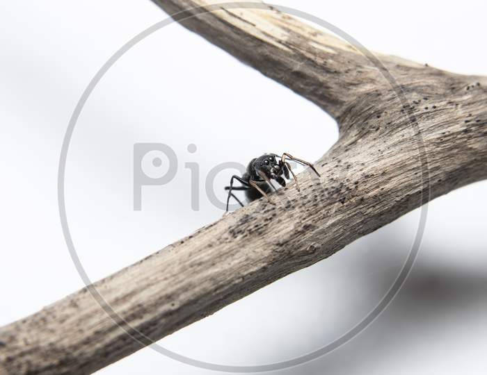 Ant Mimicking Jumping Spider On Branch Closeup