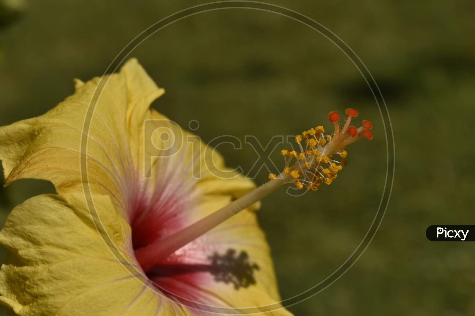 A Closeup Photograph Of A Yellow Hibiscus .