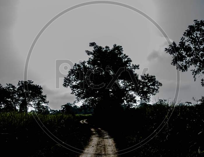 Dirt road surrounded by trees and grassland in Kaziranga National Park, India.