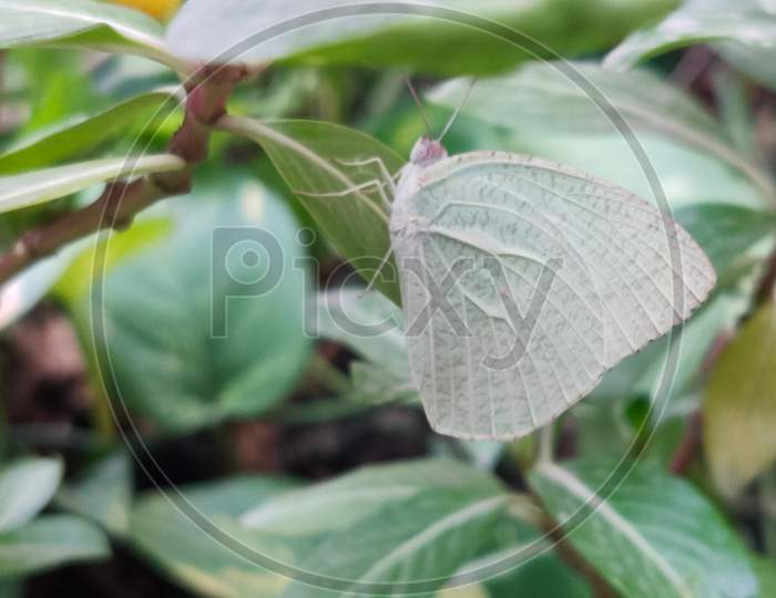 Butterfly, texture, leaves