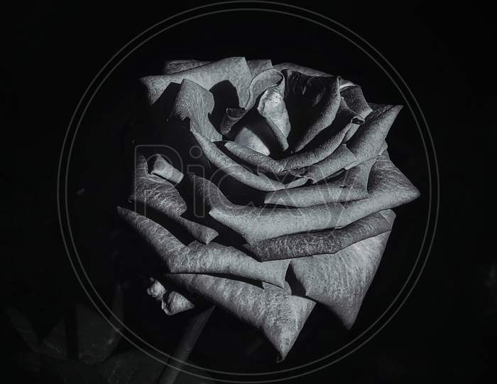 Black and White Rose flower in the dark background