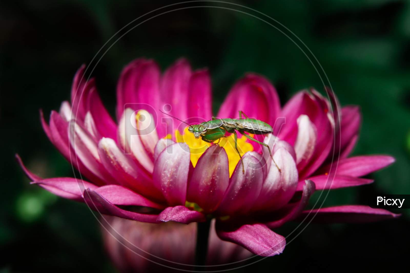 Baby Praying Mantis On Flower