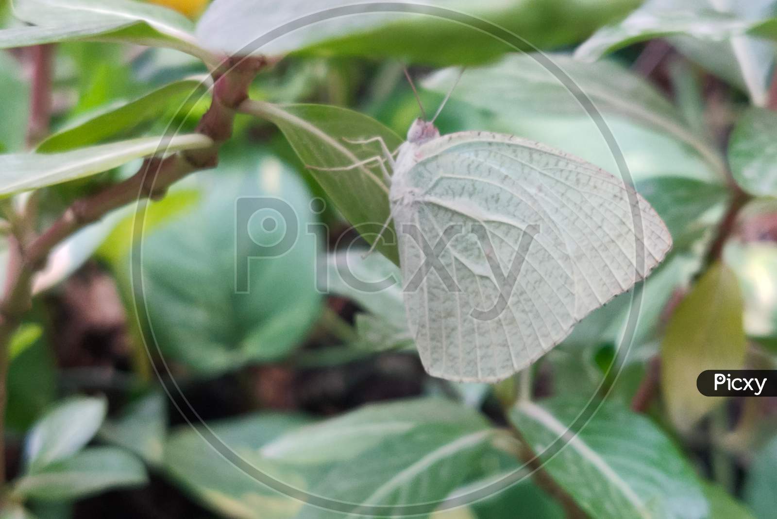 Butterfly, texture, leaves