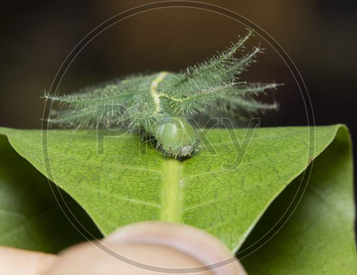 Mango Baron Caterpillar(Euthalia Aconthea) Closeup Face