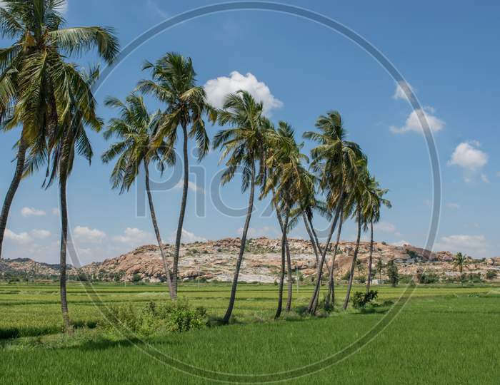 Beautiful Landscape of Paddy Fields with Coconut Trees