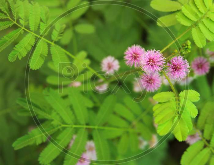 Mimosa Pudica Plant With Pink Flower In Bloom