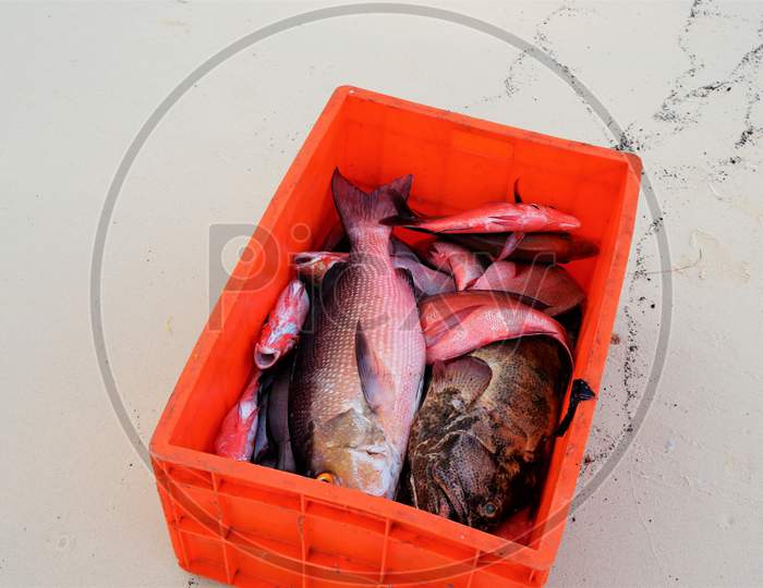 fresh big fish kept over the fish stacking box for display in the beach