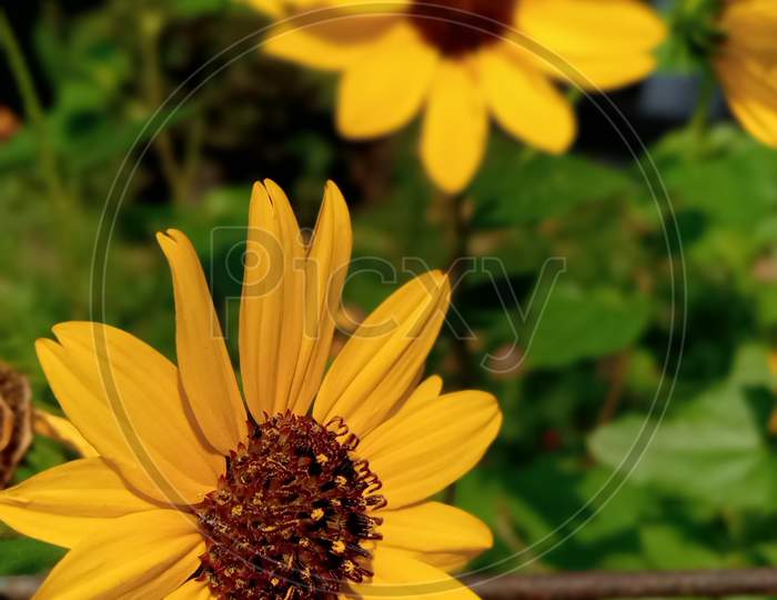 Sunflower at morning time