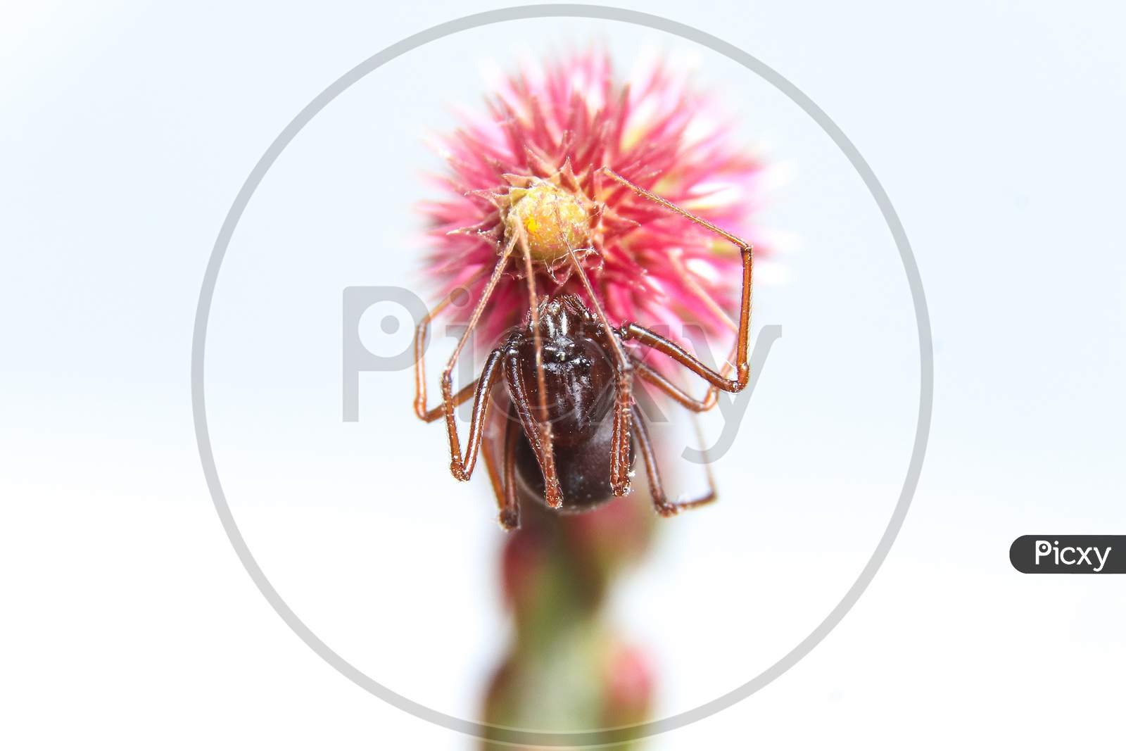 Brown Spitting Spider (Scytodes Fusca) On A Flower