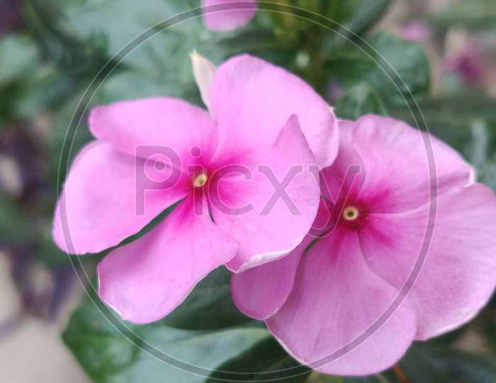 Pink, flowers, twin