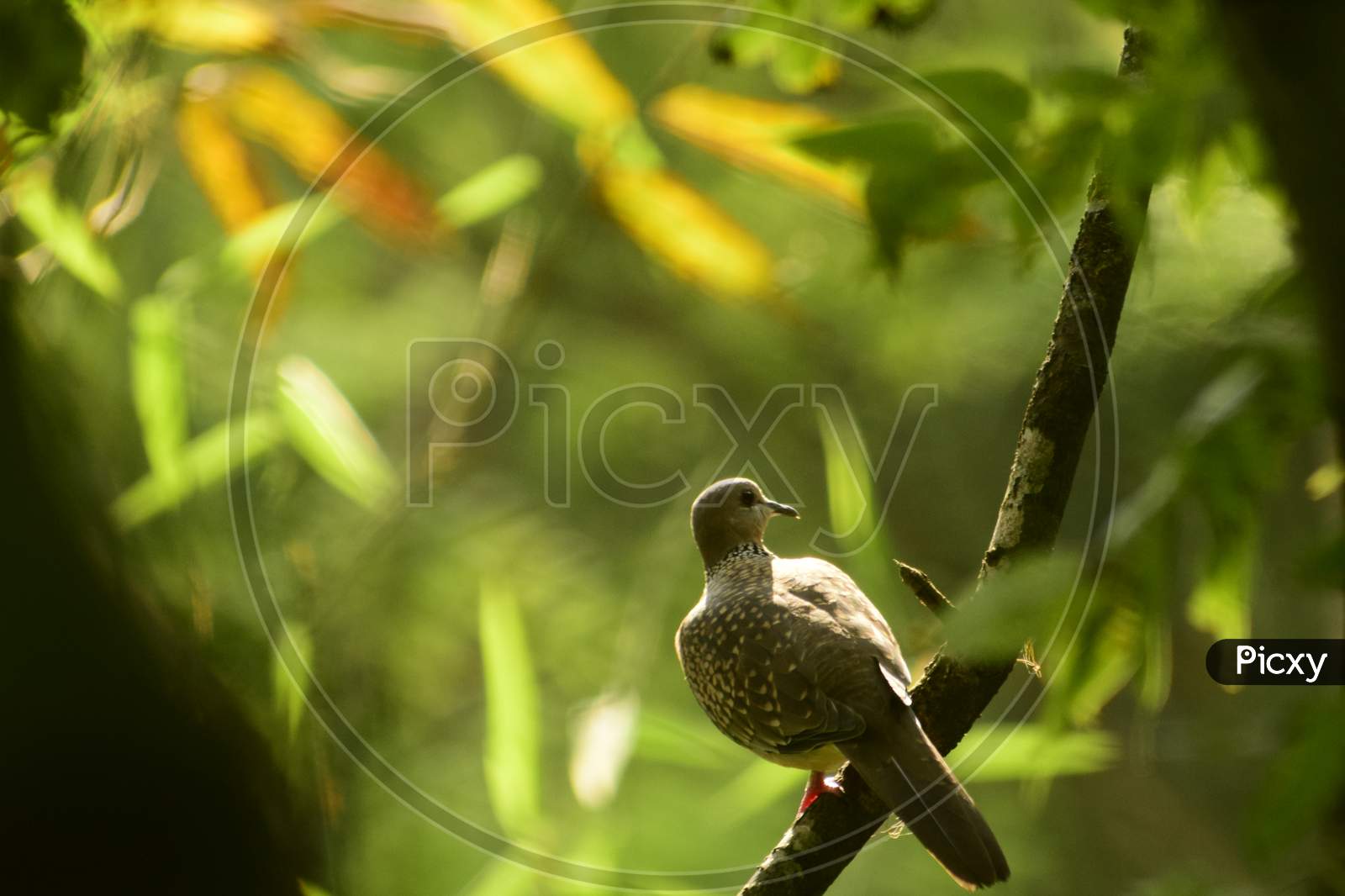 Spotted Dove  spilopelia chinesis bird Relaxing In Nature.