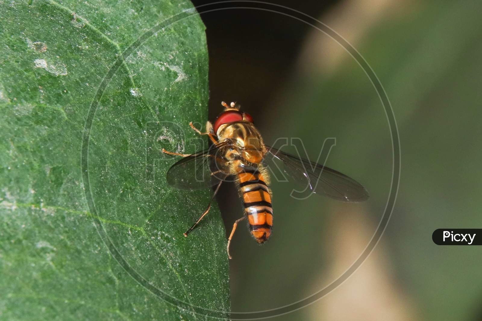 Marmalade Hoverfly(Episyrphus Balteatus) In Forest