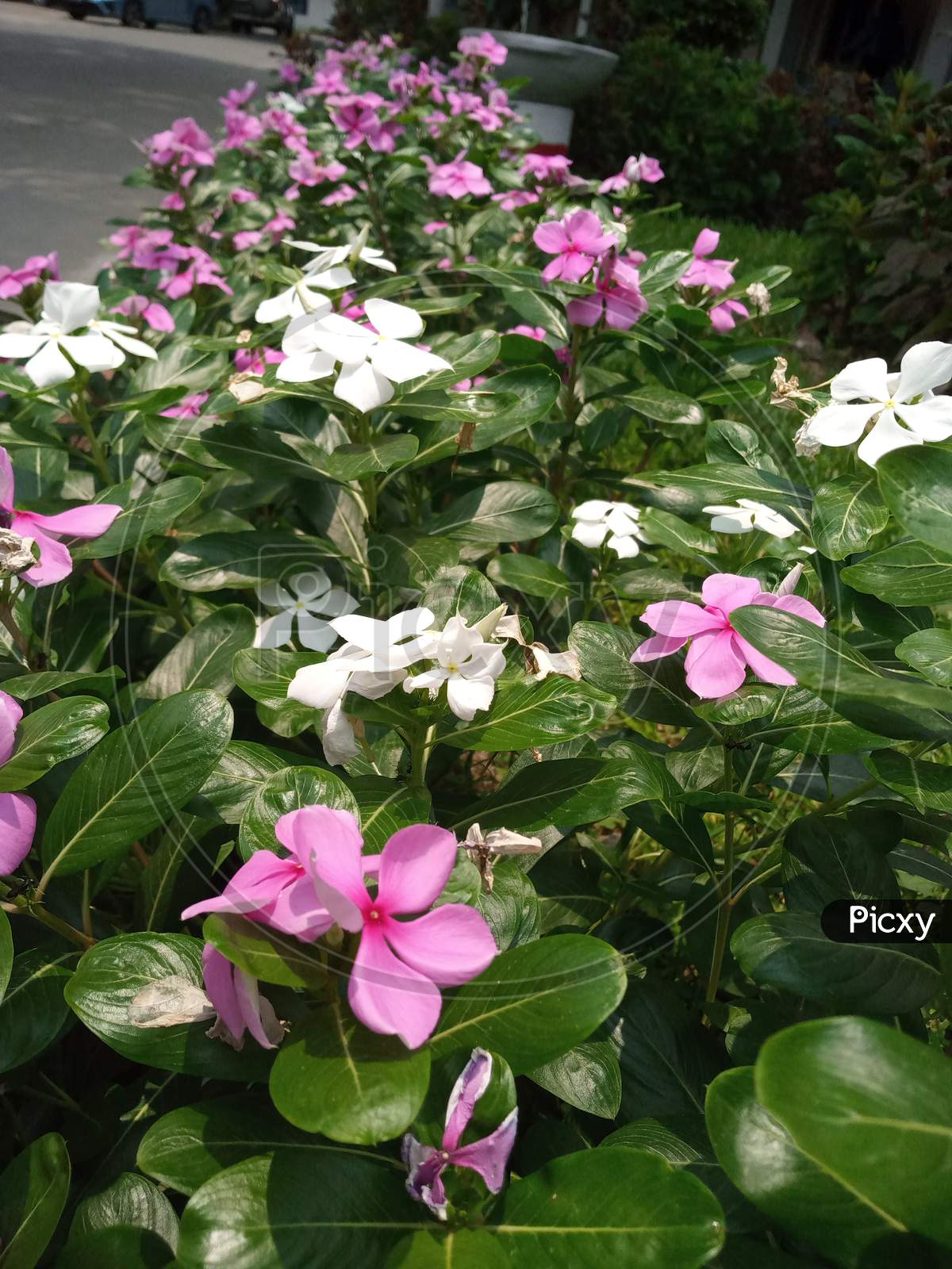 A garden of pink and white periwinkle