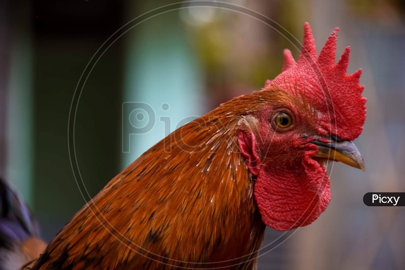 Rooster standing on the grass in blurred nature green background. Portrait of an adult male chicken .