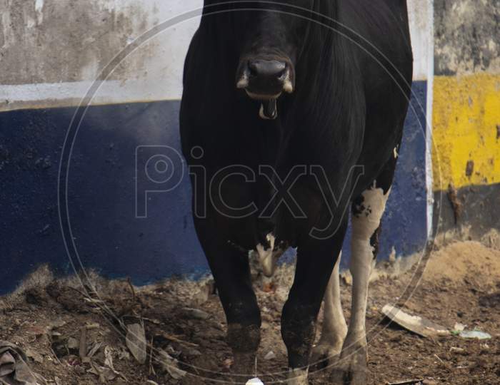 Black cow standing against wall