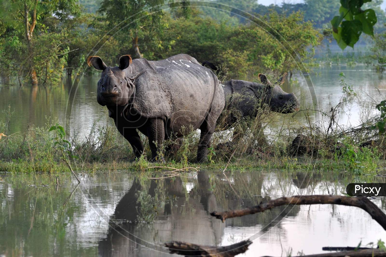 Rhino take Shelter on a highland, in a  flood Affected Area Inside The Pobitora Wildlife Sanctuary, In Morigaon District, Tuesday, June 30, 2020. .