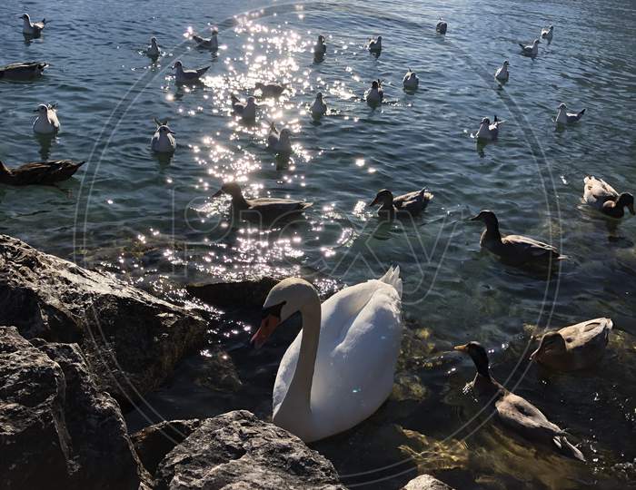 Duck & Swans