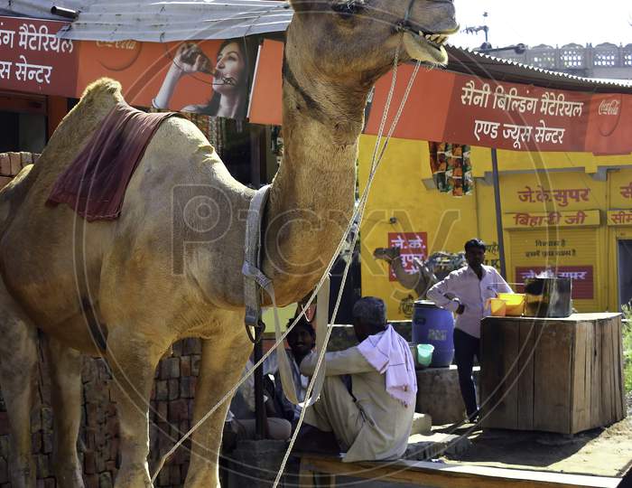 Rajasthan, India - October 06, 2012: A Domestic Camel Appears To Be Smiling In Rajasthan Tied In Front Of A Commercial Shop Of Tea