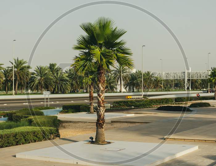 Fresh Palm Dates Fruits And Trees In Emirates