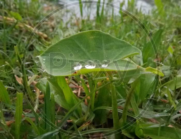 Rain drops on Taro(Colocasia esculenta ) leaf.