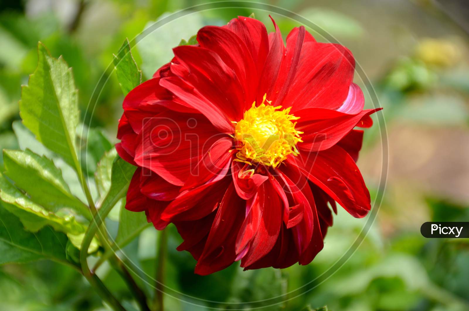 red dahlia flower in the guarden.