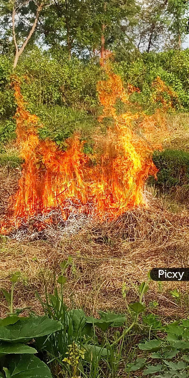 Flame fire in forest of near village
