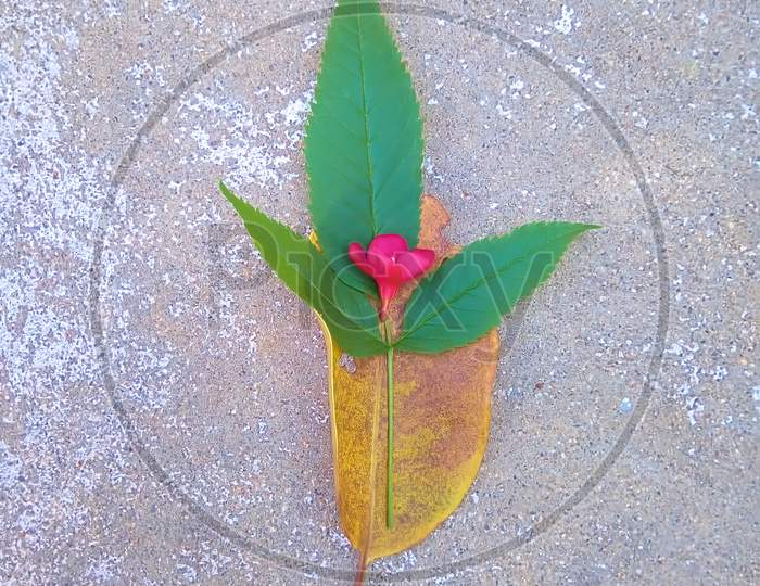 Leaf and Flower