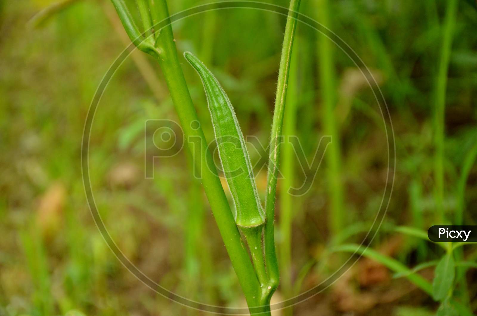 the ripe green ladyfinger with plant