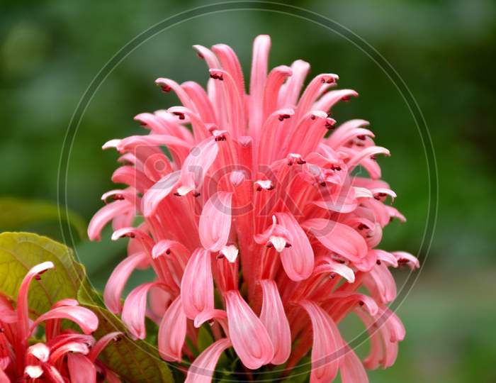 the beautifull pink colour flower in the guardan.