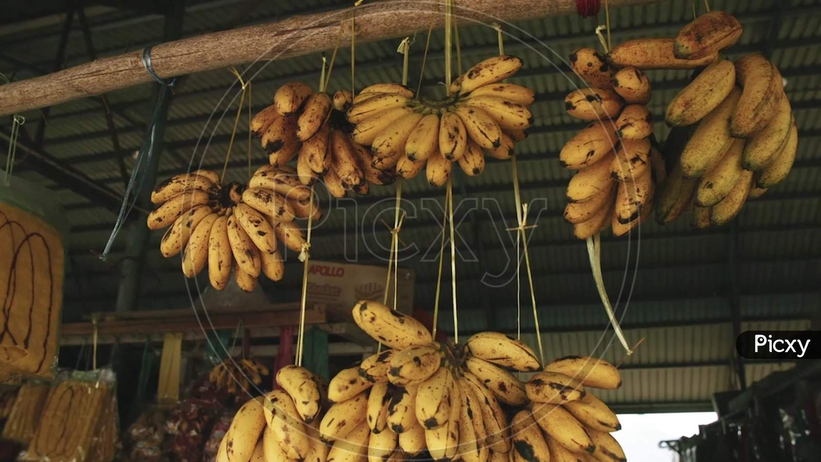 HANGING BANANAS FOR SELLING