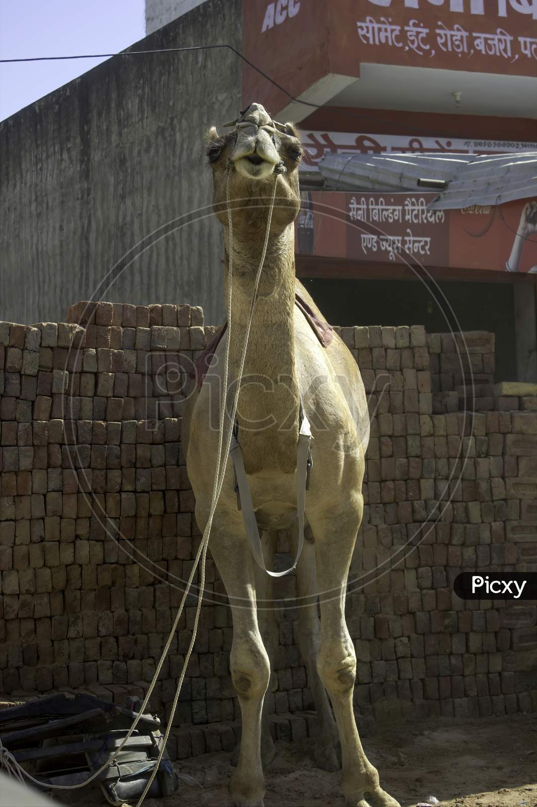 Rajasthan, India - October 06, 2012: A Front View Of A Domestic Camel In Rajasthan Tied In Front Of A Commercial Shop