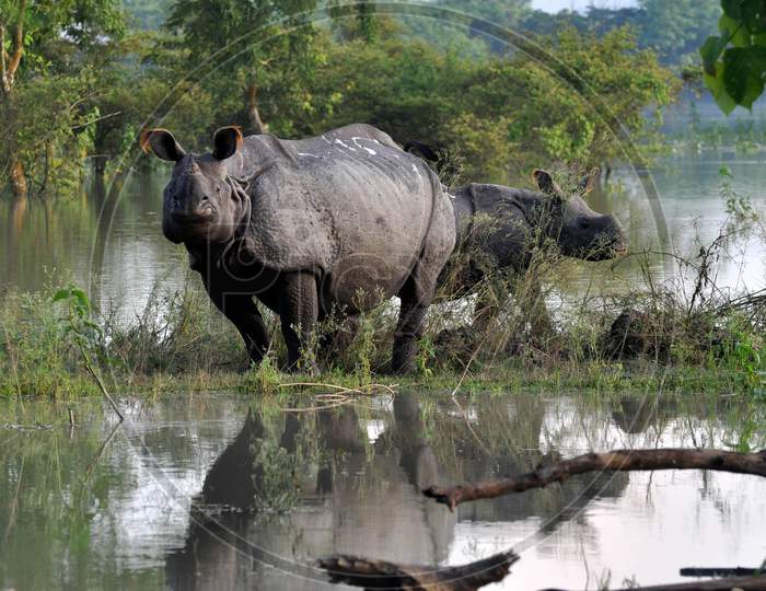 Rhino take Shelter on a highland, in a  flood Affected Area Inside The Pobitora Wildlife Sanctuary, In Morigaon District, Tuesday, June 30, 2020. .