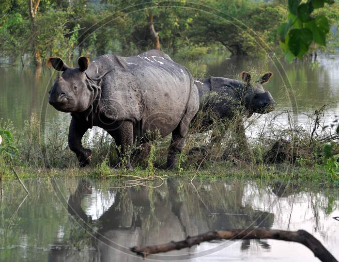 Rhino take Shelter on a highland, in a flood Affected Area Inside The Pobitora Wildlife Sanctuary, In Morigaon District, Tuesday, June 30, 2020. .Rhino take Shelter on a highland, in a  flood Affected Area Inside The Pobitora Wildlife Sanctuary, In Morigaon District, Tuesday, June 30, 2020. .